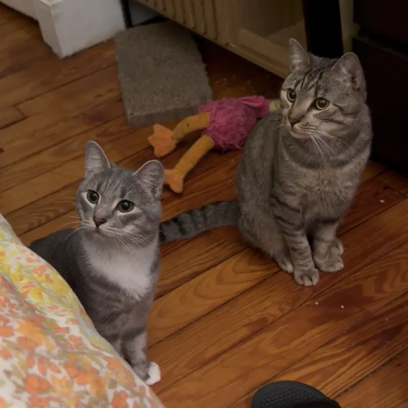 Cashew, photo 9