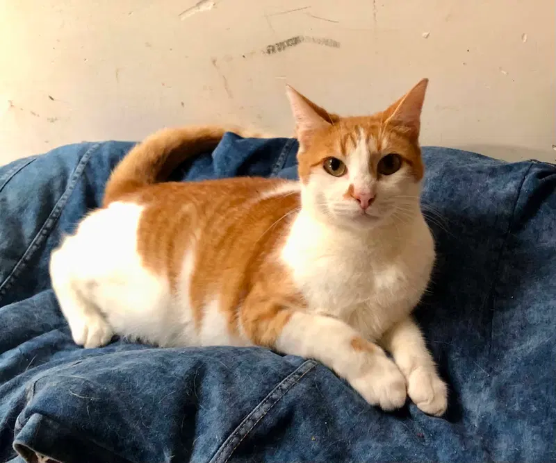 Lionel, an adult male cat up for adoption