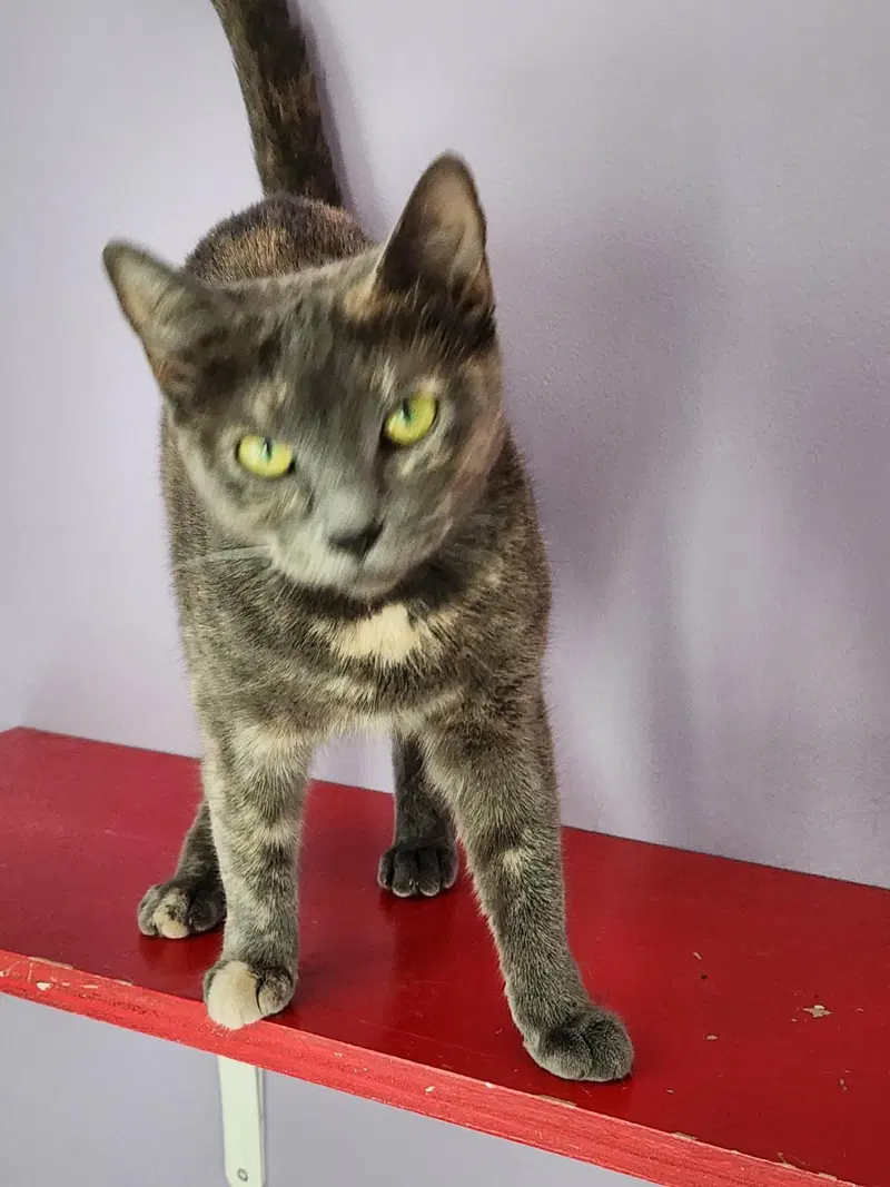 Butters, an adult female Tortoiseshell cat up for adoption