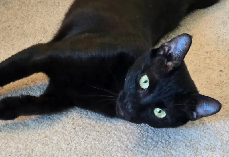 Isabelle, a young female cat up for adoption