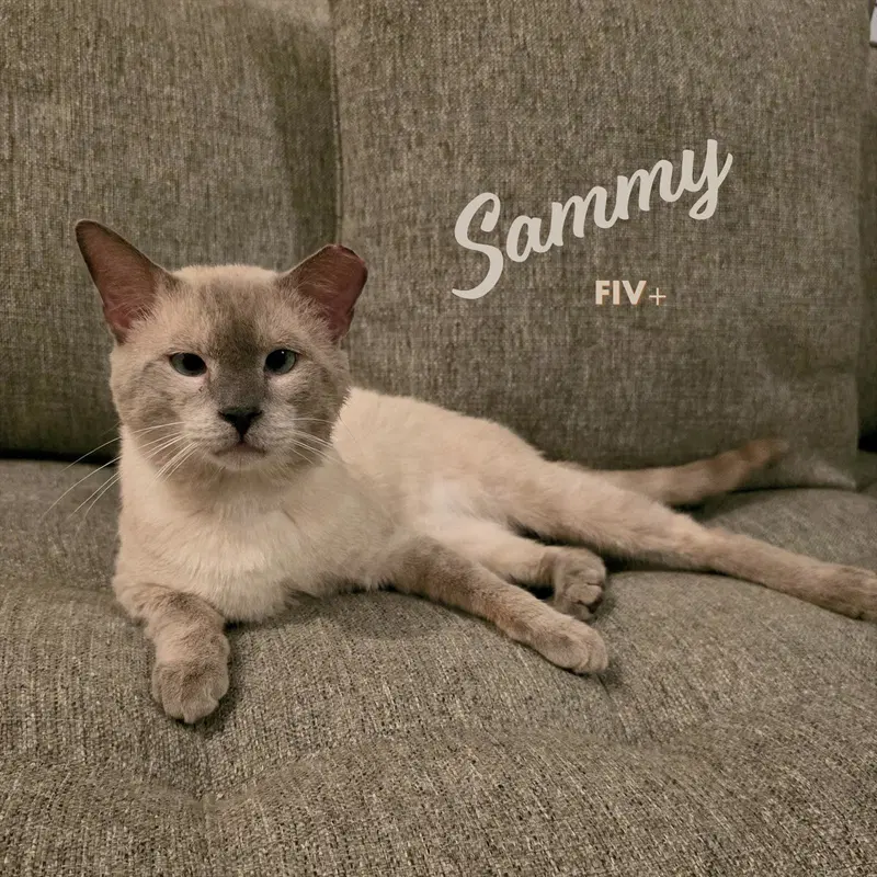 Sammy, an adult male Siamese cat up for adoption