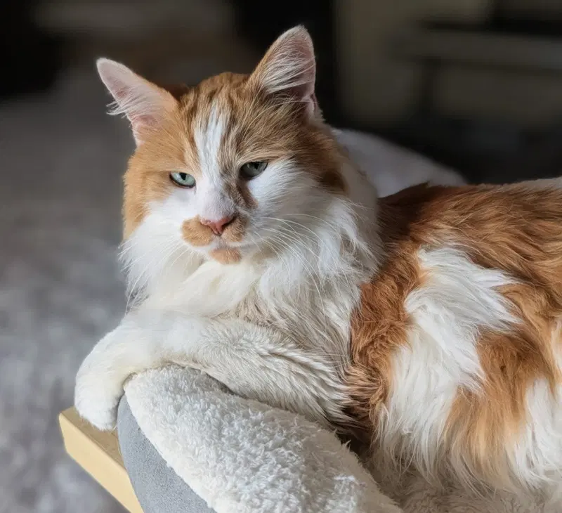 Blaze, a senior male cat up for adoption