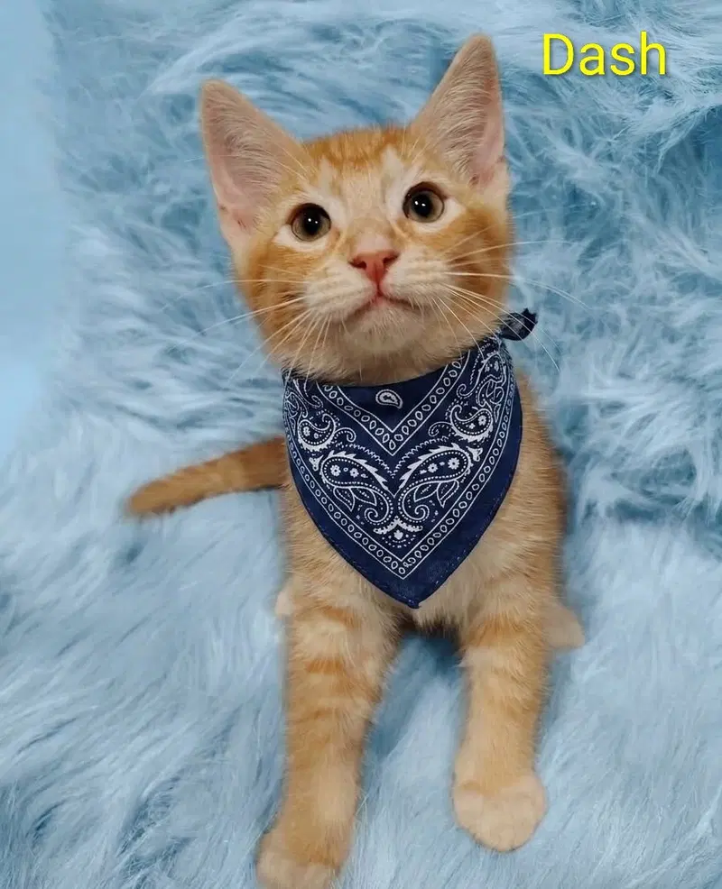 Dash, a young male cat up for adoption