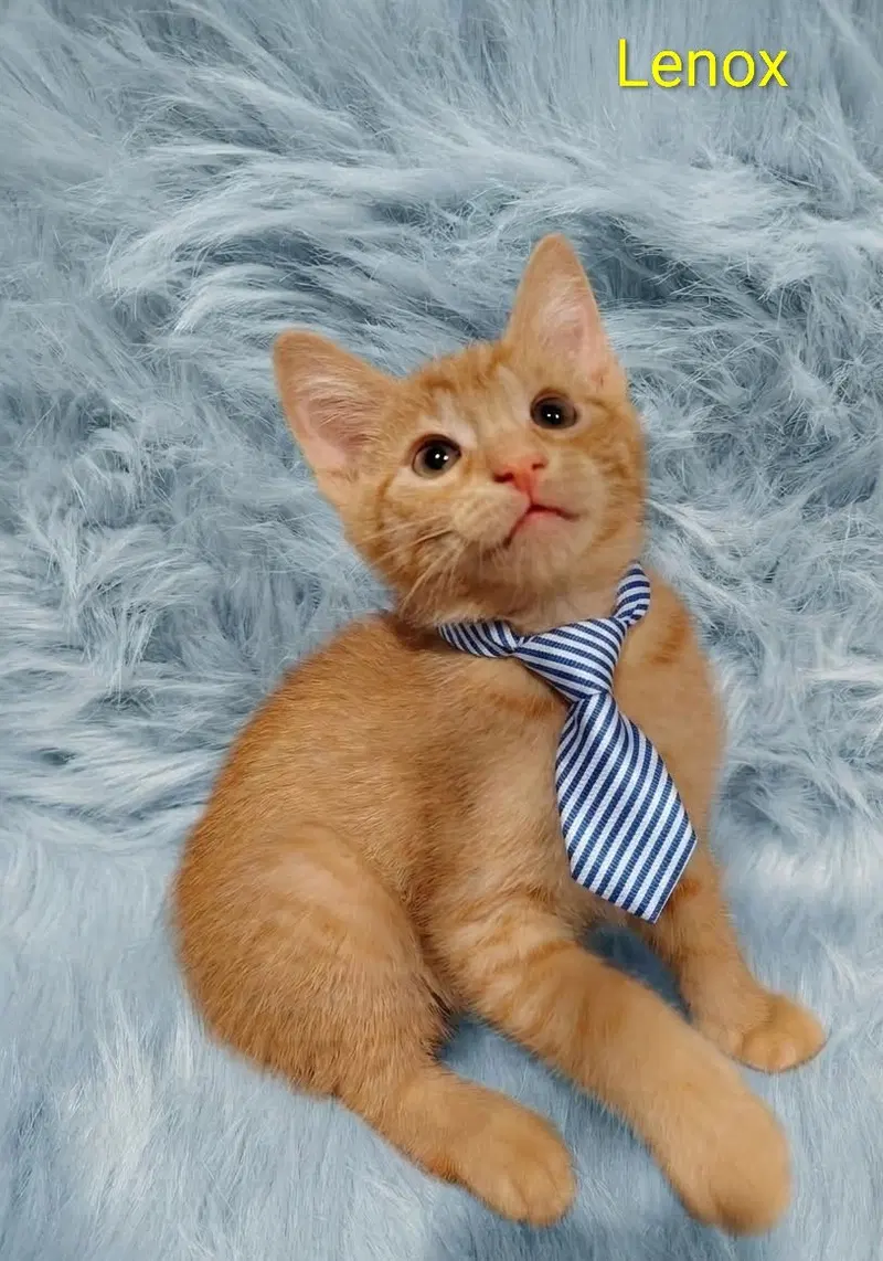 Lenox, a young male cat up for adoption