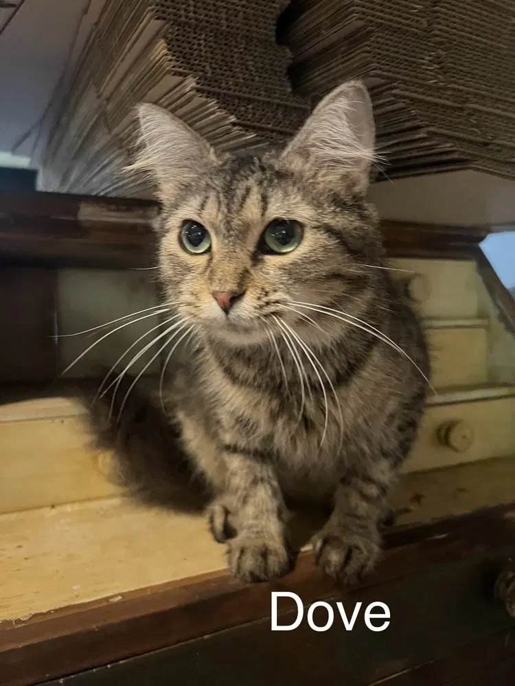 Dove, a young female cat up for adoption