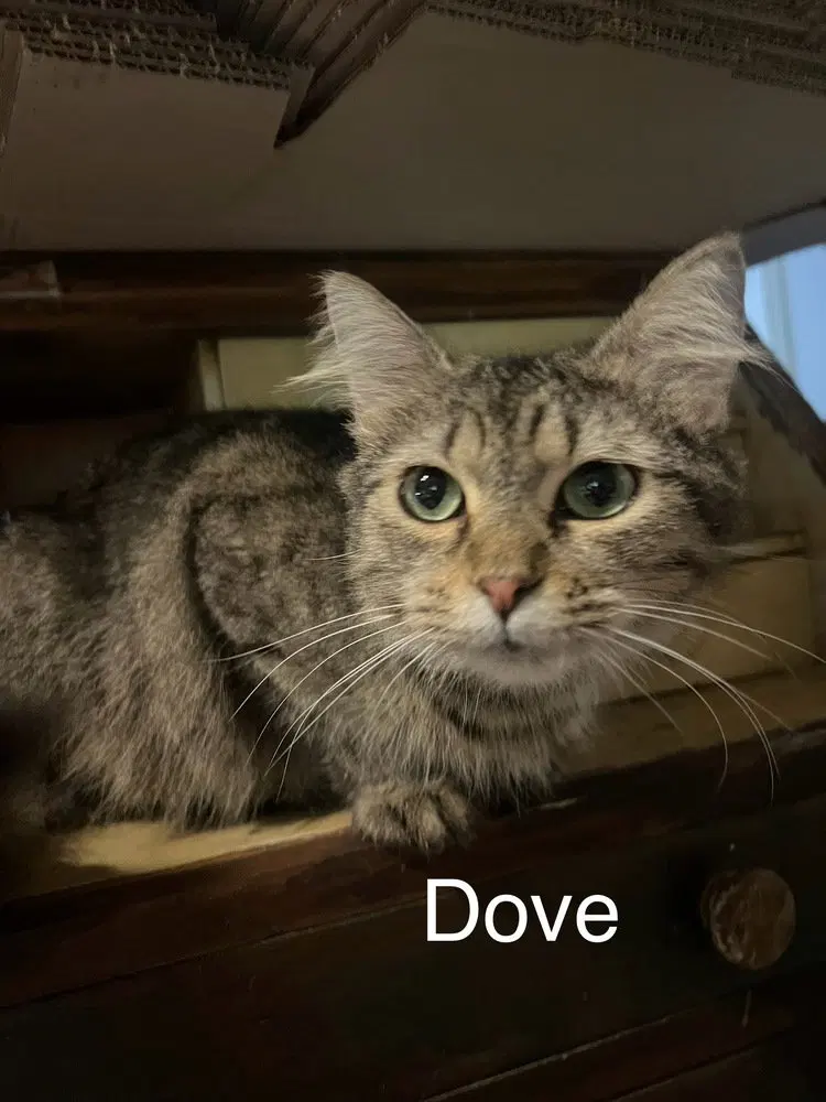 Dove, photo 2
