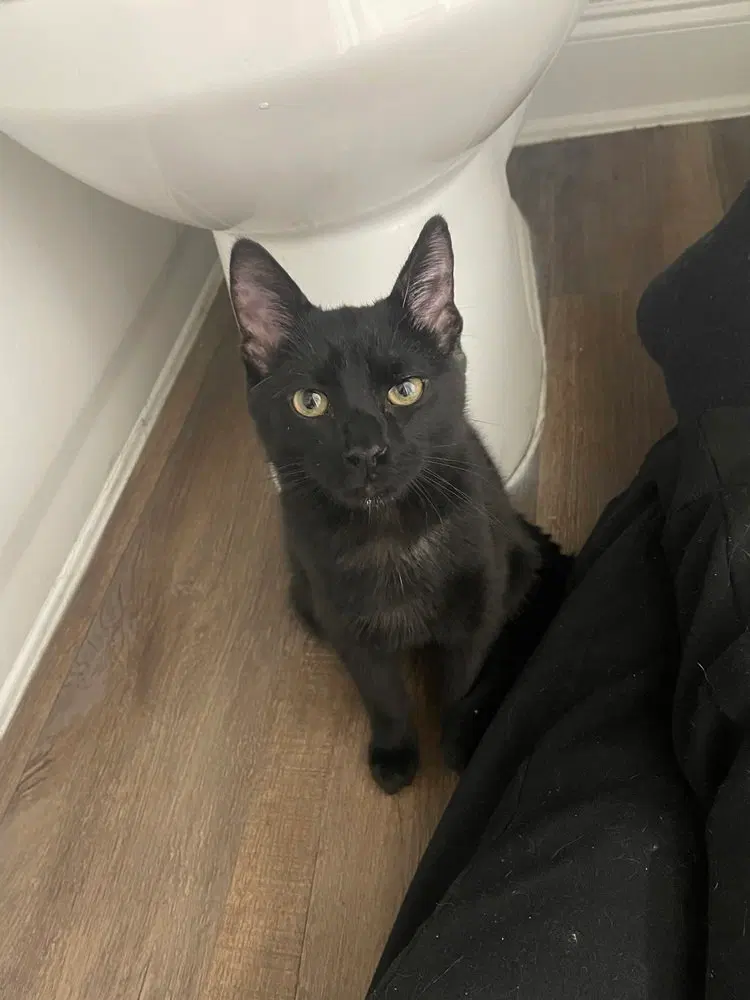 Sazerac, a young male cat up for adoption