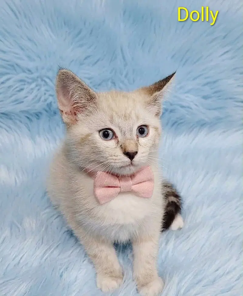 Dolly, a young female cat up for adoption