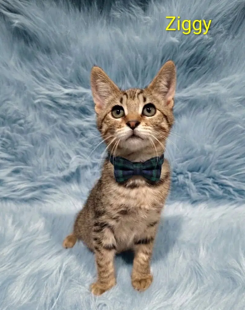 Ziggy, a young male cat up for adoption