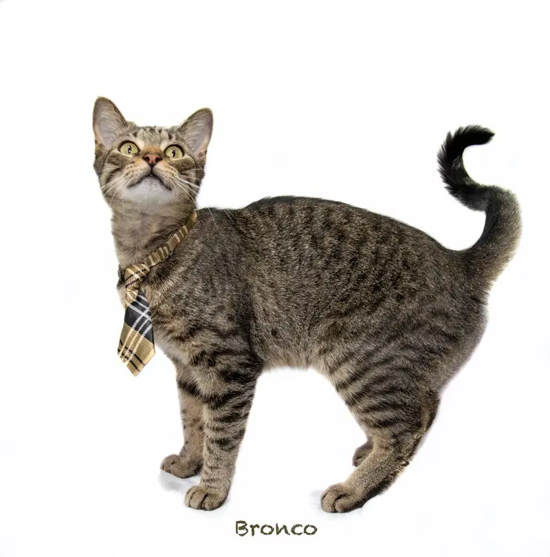 Bronco, a young male cat up for adoption