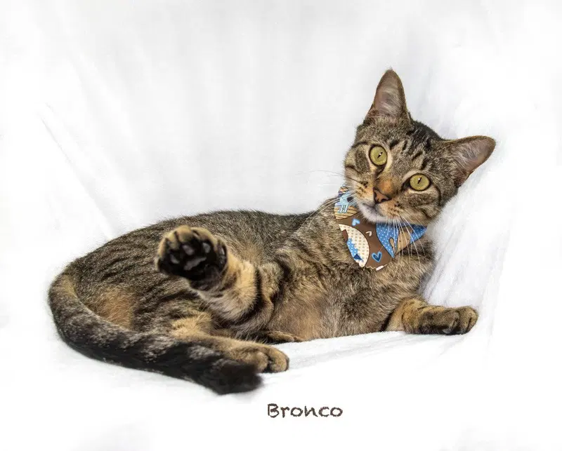 Bronco, photo 3