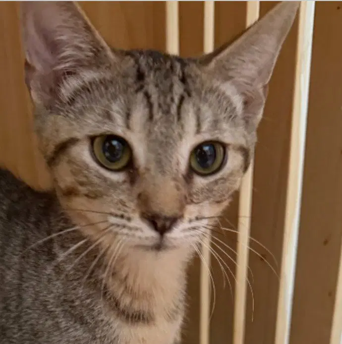 Tamale, a male kitten up for adoption