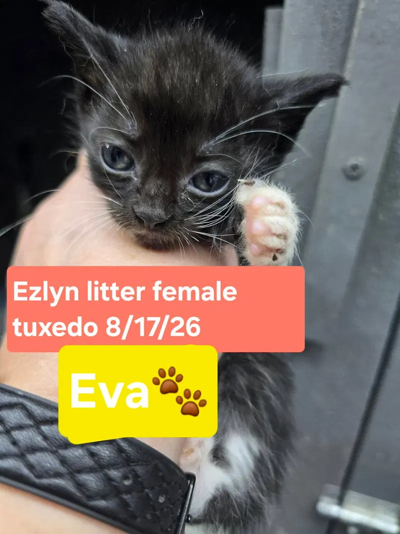 Eva, a female kitten up for adoption