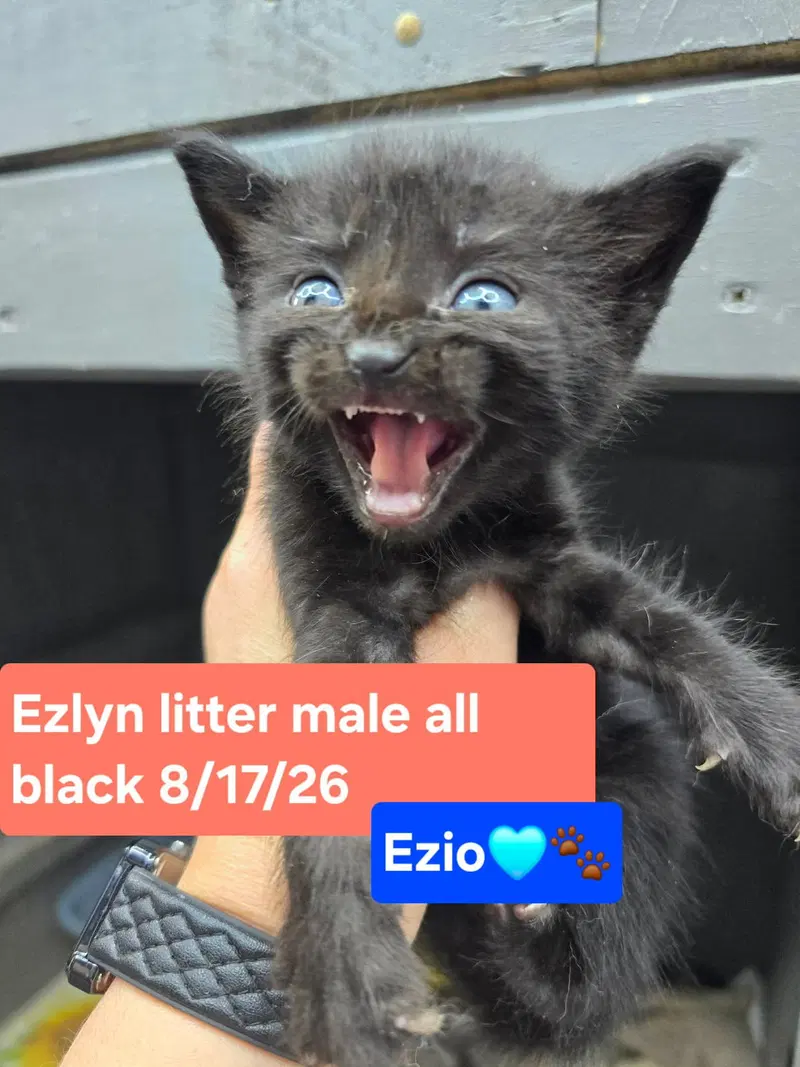 Ezio, photo 2