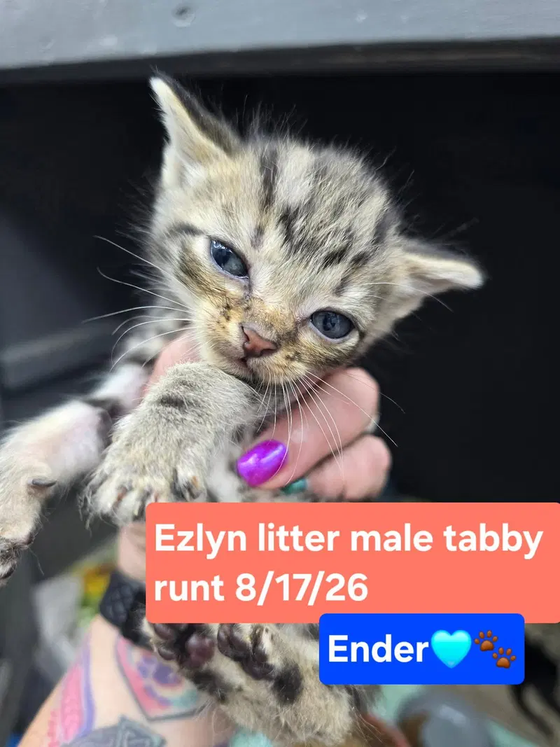Ender, a male kitten up for adoption