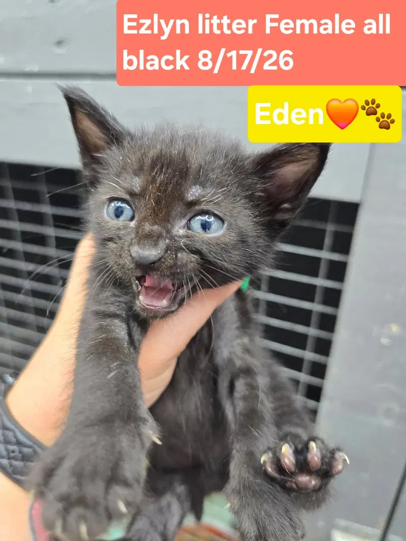 Eden, a female kitten up for adoption