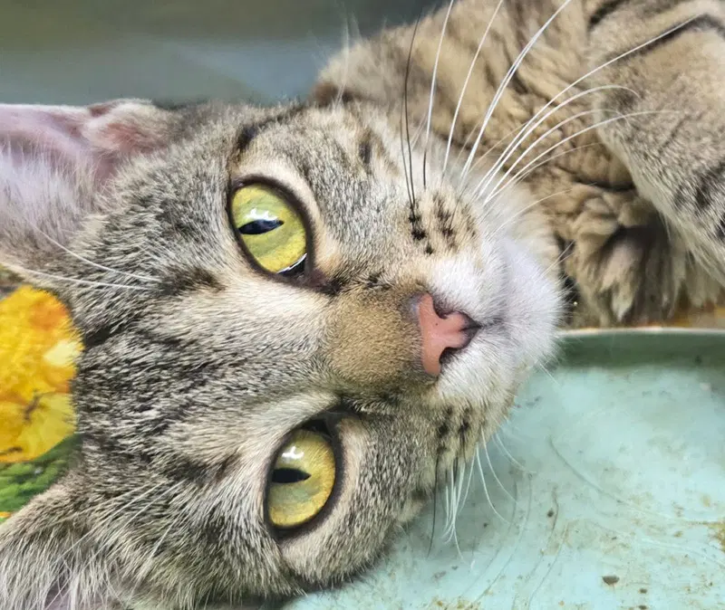 Ezlyn, a young female cat up for adoption