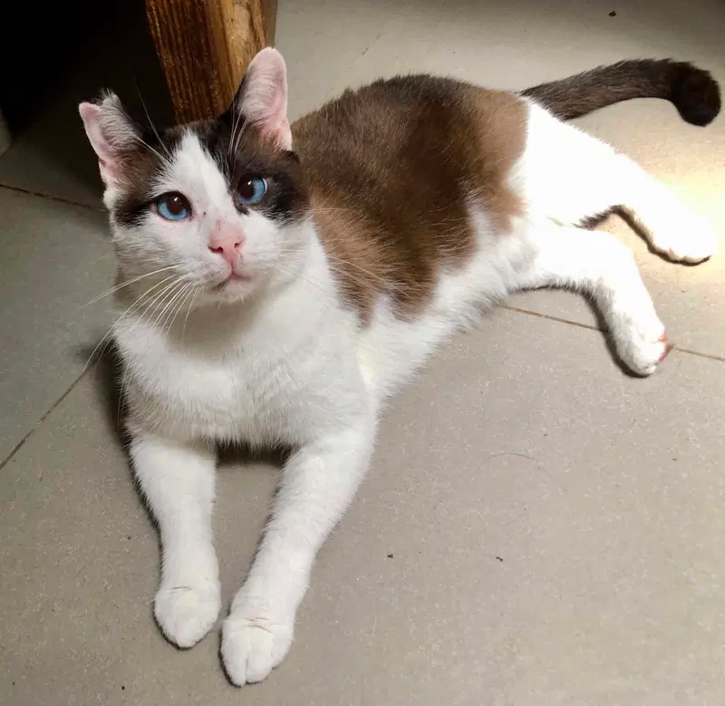 Skye, an adult male Siamese cat up for adoption