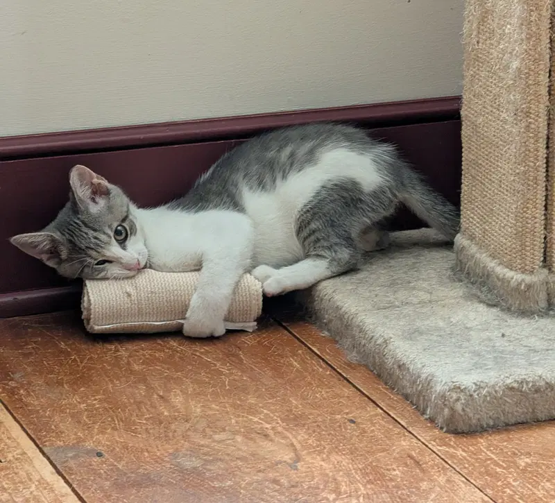 Clyde, photo 3