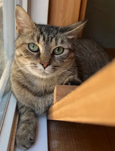 Watch the video of Jasmine