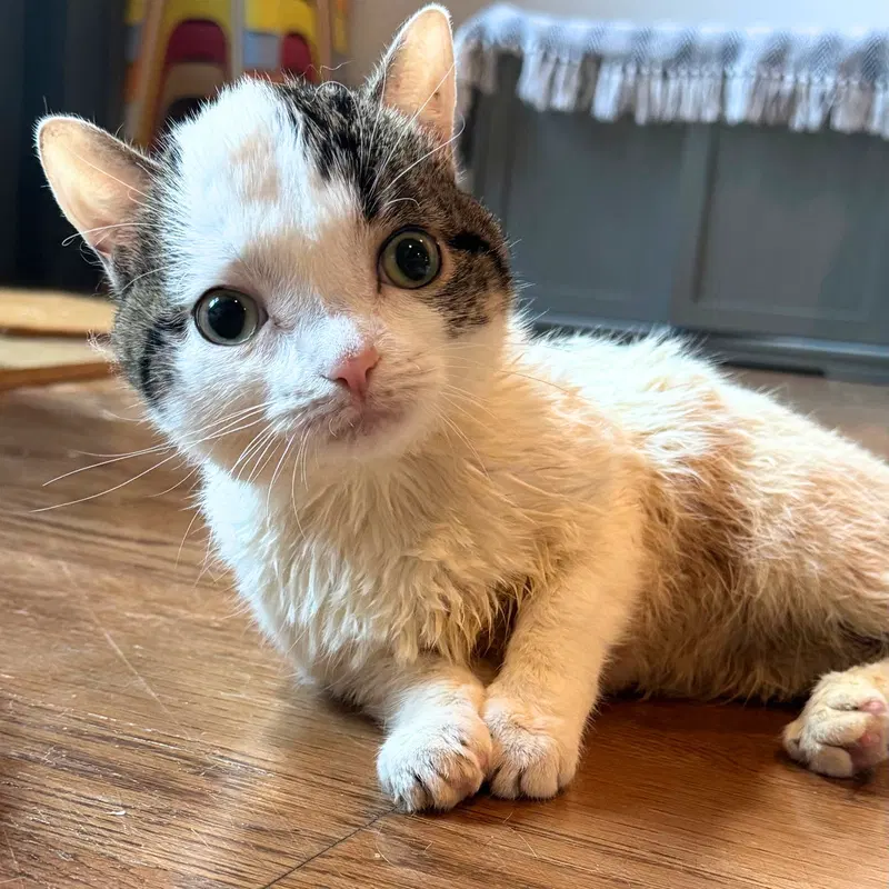 Clam, an adult female cat up for adoption