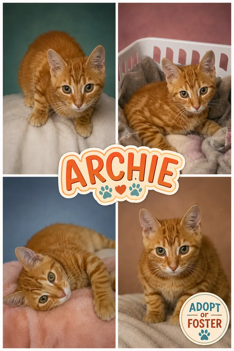 Archie C, photo 3