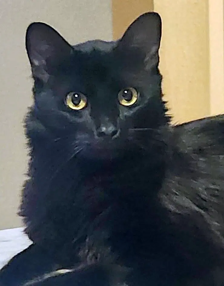 Echo, a young male Turkish Angora cat up for adoption