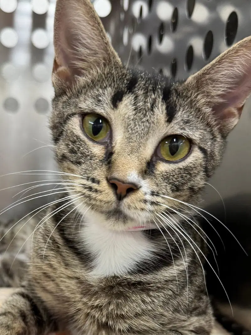 Kiwi, a young female cat up for adoption