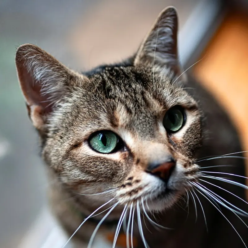 Spicie, an adult female cat up for adoption