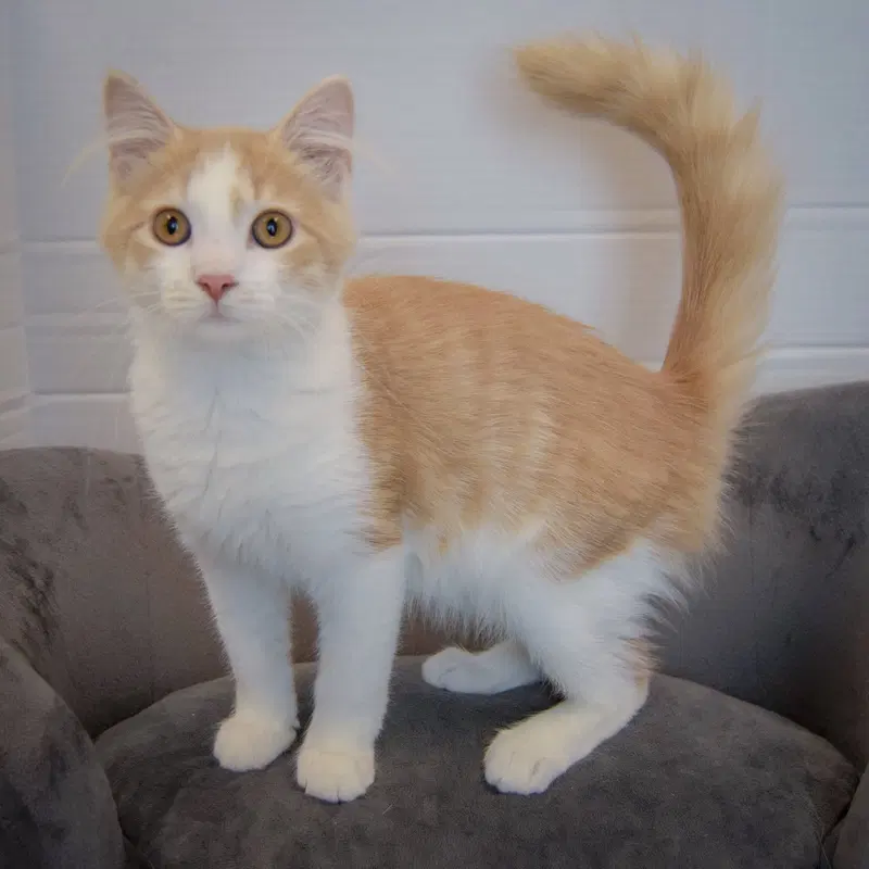 Butterscotch, photo 2
