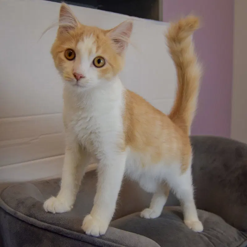 Butterscotch, photo 3