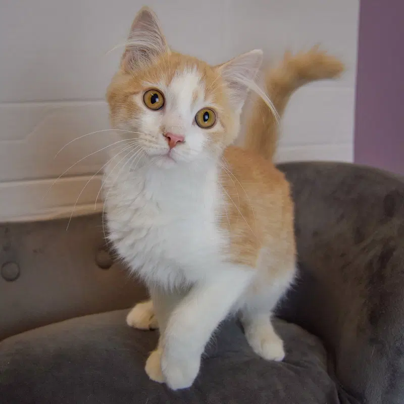 Butterscotch, photo 4