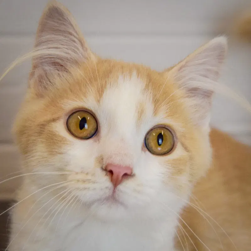 Butterscotch, a male Tabby kitten up for adoption