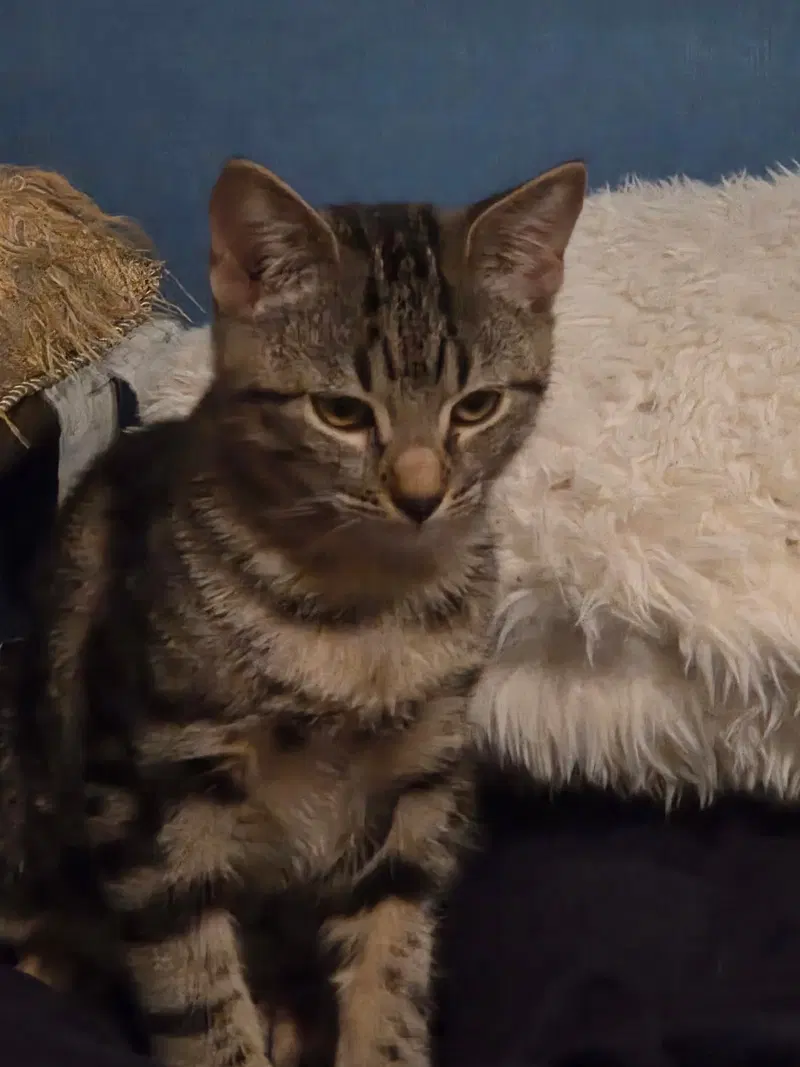 Solo, a male Tabby kitten up for adoption