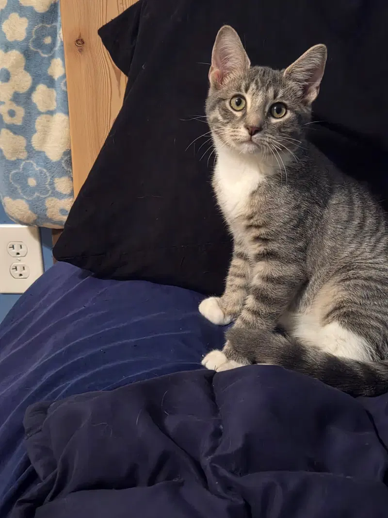 Chrome, a male Tabby kitten up for adoption