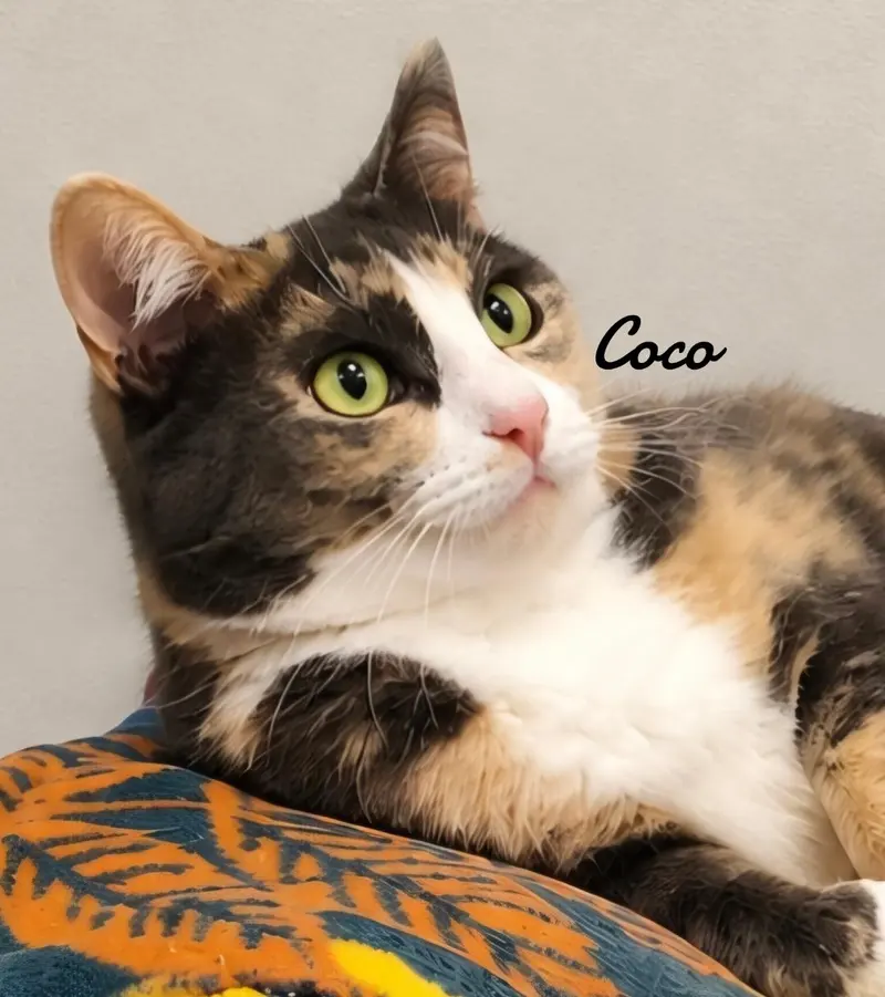 Coco, a young female cat up for adoption