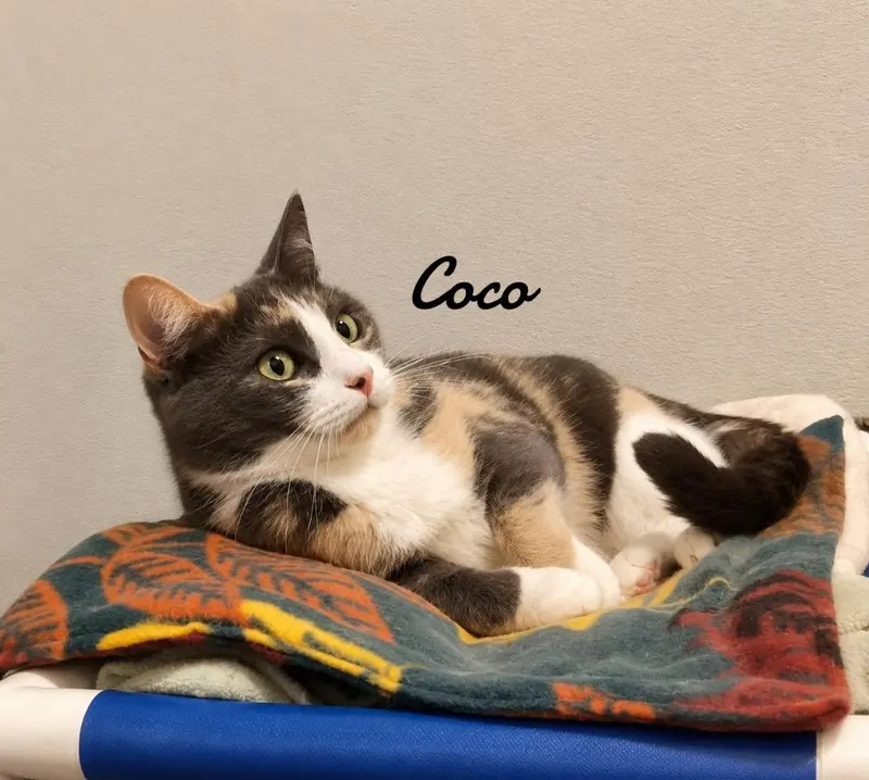 Coco, photo 3