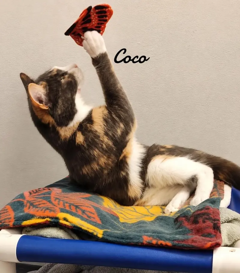 Coco, photo 2