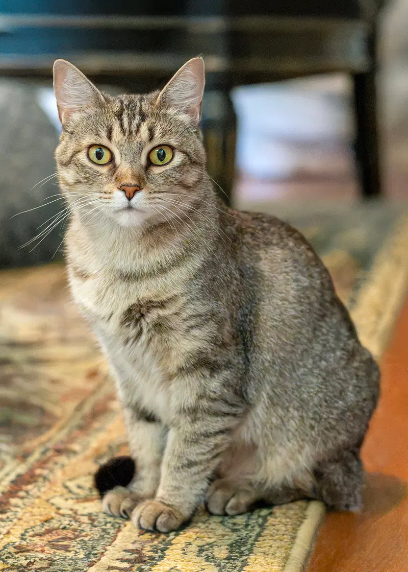 Ursula, a young female Tabby cat up for adoption