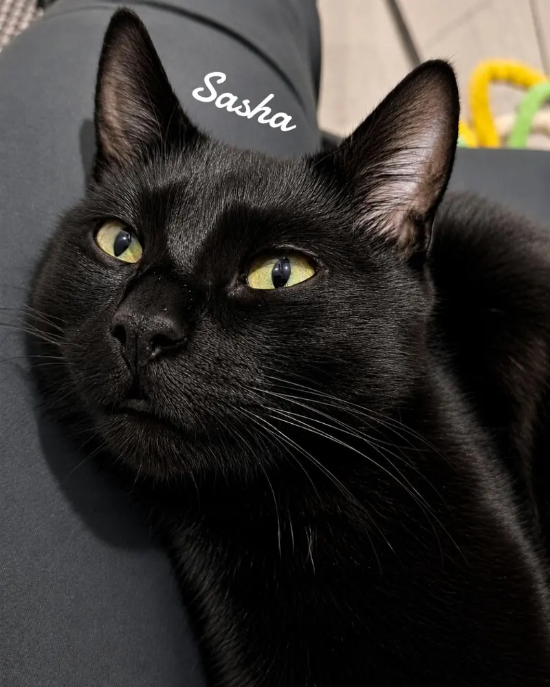 Sasha, an adult female cat up for adoption