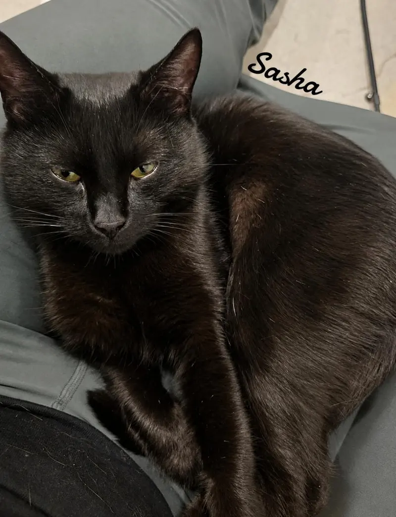 Sasha, photo 2