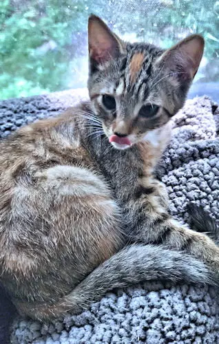 Duckie, a female Torbie kitten up for adoption