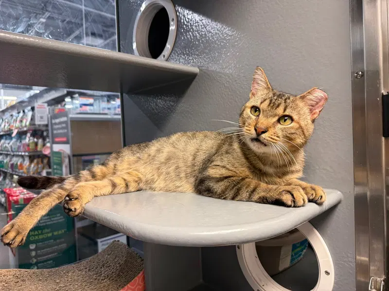 Antonio KPS, an adult male cat up for adoption