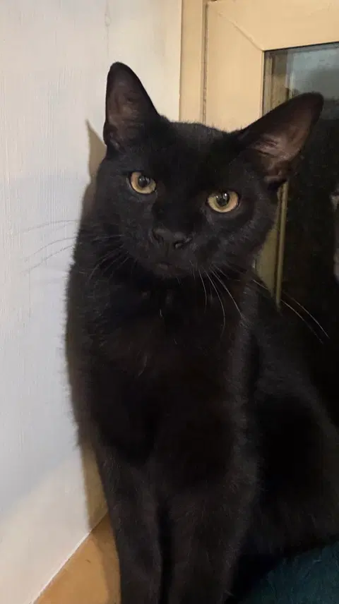 Watch the video of Ozzy
