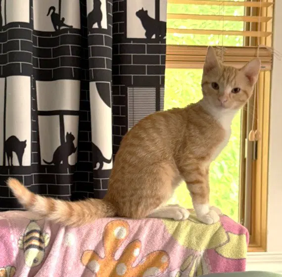 Cheddar, photo 3