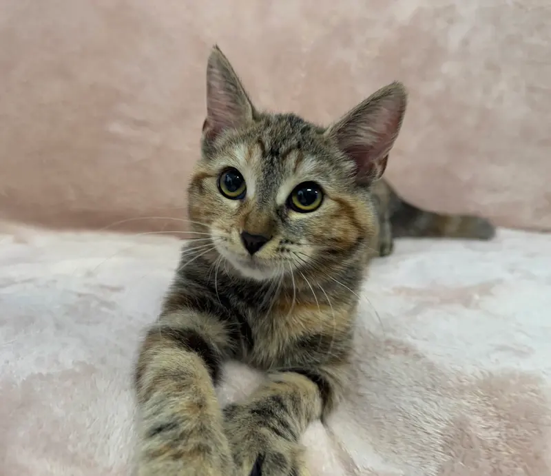 Cafe Con Leche, a female Tabby kitten up for adoption