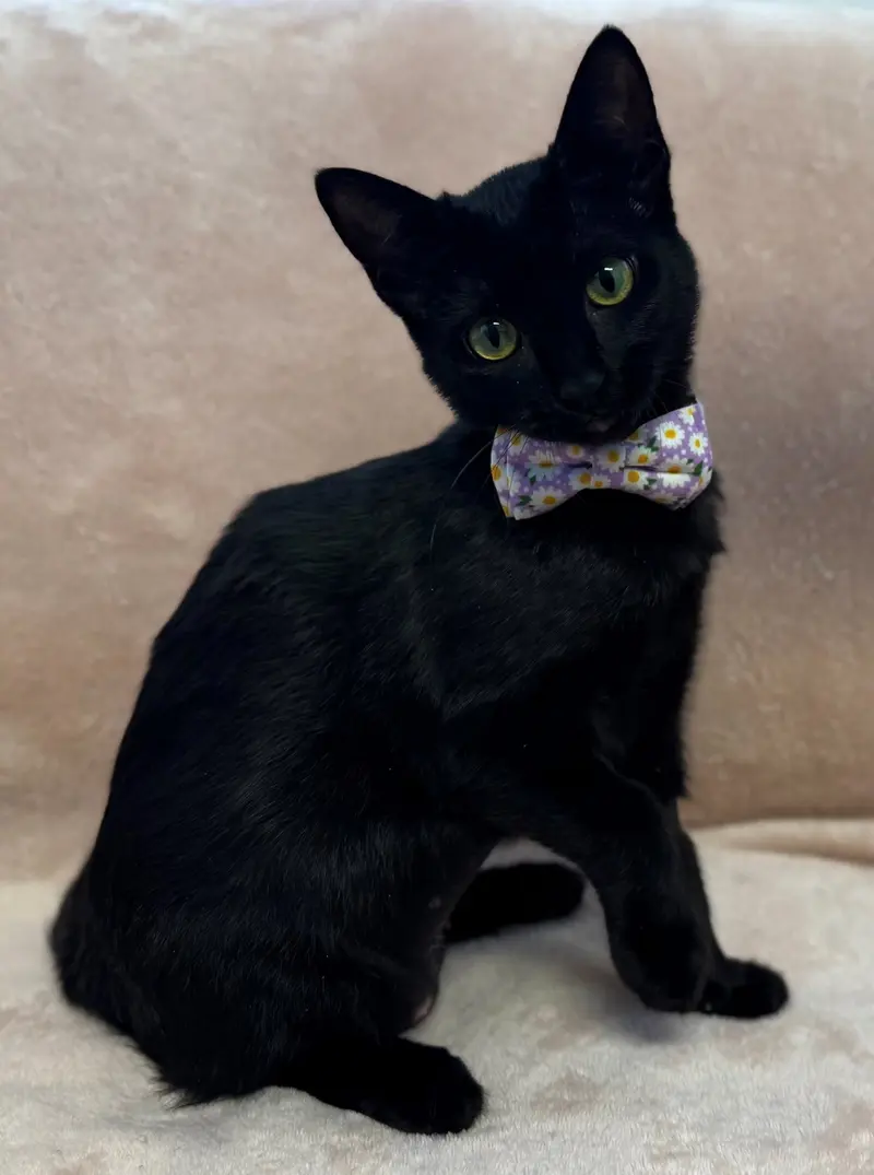 Cafe Con Leche, a female Bombay kitten up for adoption