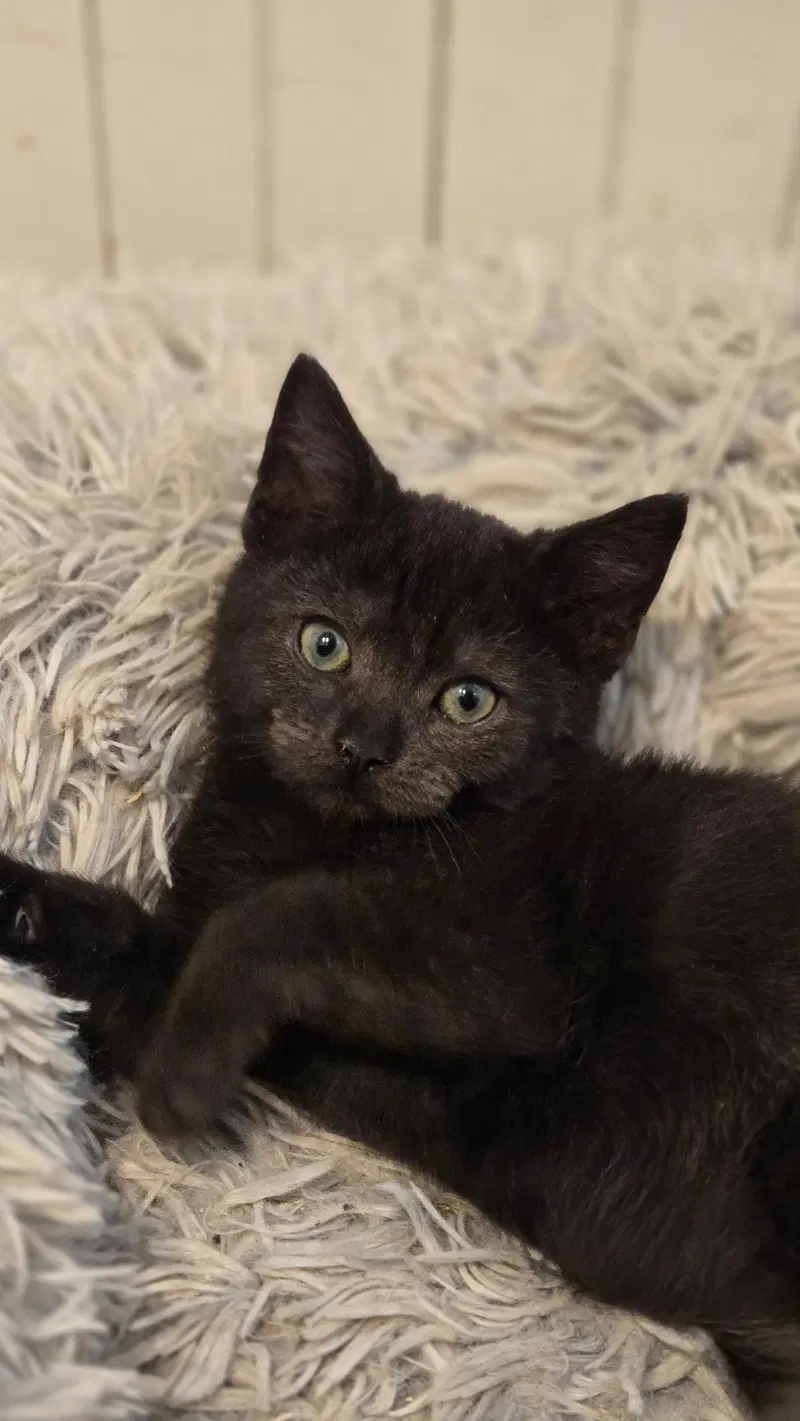 Raven's Cookie KITTEN, a female kitten up for adoption