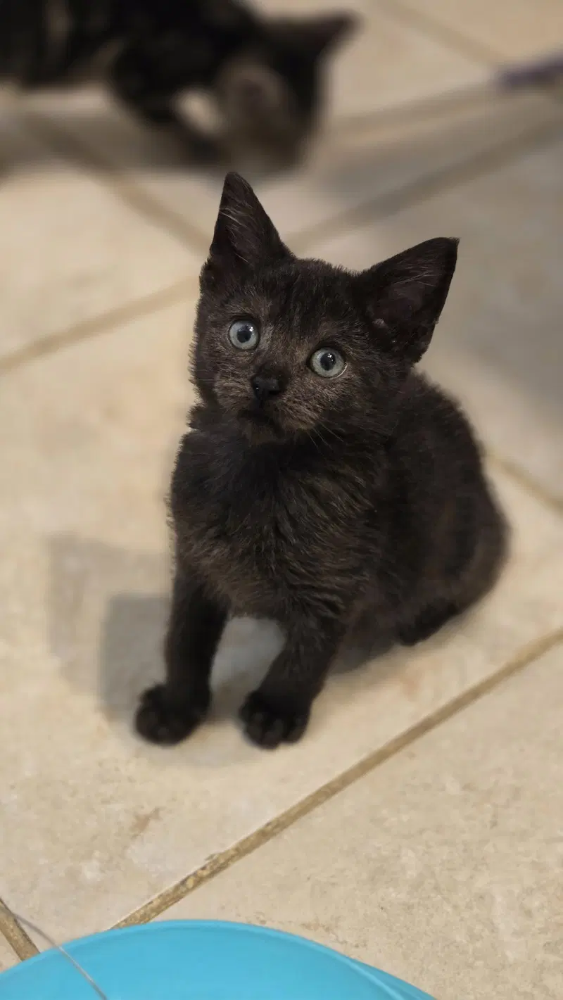 Raven's Cookie KITTEN, photo 3
