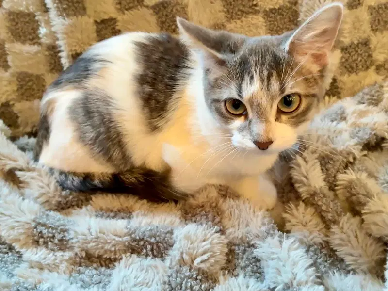 Candy, a female kitten up for adoption